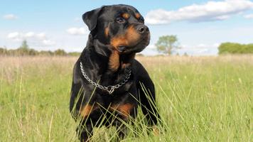 Rottweiler Wallpapers تصوير الشاشة 1