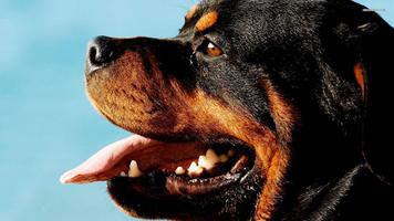 Rottweiler Wallpapers تصوير الشاشة 2