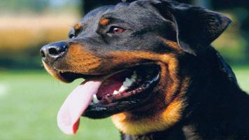 Rottweiler Wallpapers تصوير الشاشة 3