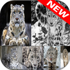 Snow Leopard Wallpapers 图标