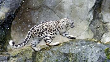 Poster Snow Leopard Wallpapers