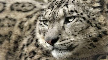 Snow Leopard Wallpapers capture d'écran 1