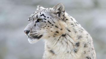 2 Schermata Snow Leopard Wallpapers