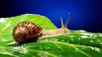Snail Wallpapers تصوير الشاشة 3