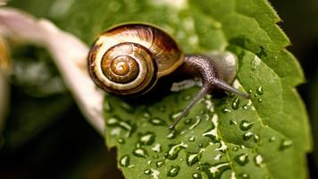 Snail Wallpapers الملصق
