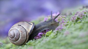 Snail Wallpapers تصوير الشاشة 1