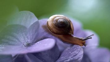 Snail Wallpapers تصوير الشاشة 2