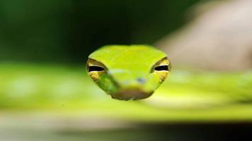 Snake Wallpapers تصوير الشاشة 3