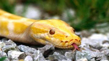 Snake Wallpapers تصوير الشاشة 1