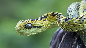 Snake Wallpapers تصوير الشاشة 2