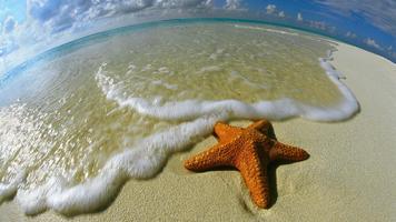 Starfish Wallpapers capture d'écran 1