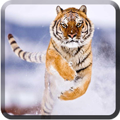 Animal Wallpapers for Chat 图标