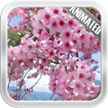 Cherry Blossom Lwp Wallpaper