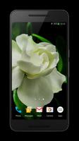 Flowers Video Live Wallpaper poster