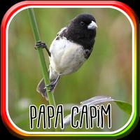 Canto do Papa Capim Tui tui โปสเตอร์