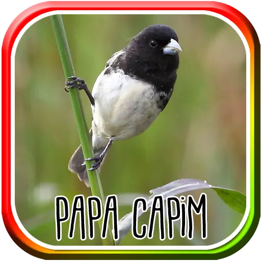 Canto do Papa capim for Android - Download