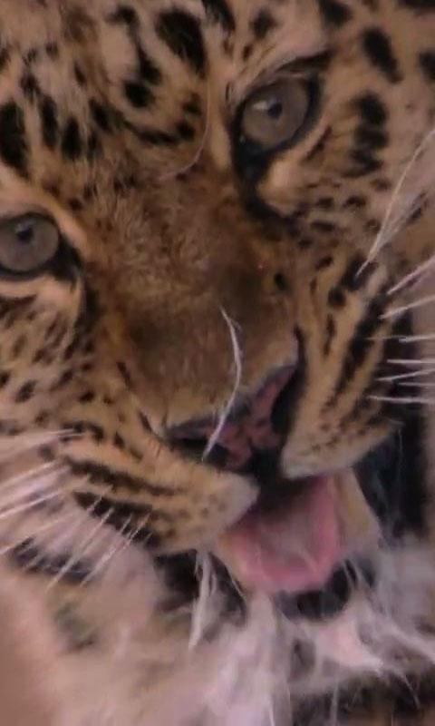 Amur Leopard live wallpaper APK für Android herunterladen