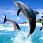 Dolphins 1 live wallpaper ikona