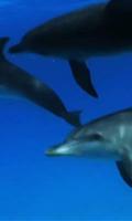 Dolphins 1 live wallpaper ảnh chụp màn hình 1