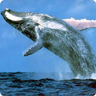 Humpback Whale live wallpaper আইকন