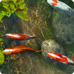 Koi Fish 1 live wallpaper