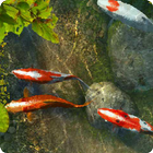 Koi Fish 1 живые обои иконка