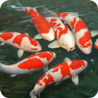Koi Fish live wallpaper icône