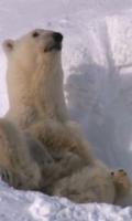 Polar Bear live wallpaper capture d'écran 3