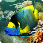 Tropical Fish live wallpaper icône