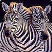 Zebra live wallpaper