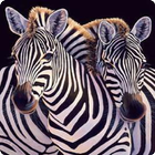 Zebra live wallpaper icono