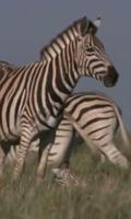 Zebra live wallpaper captura de pantalla 1