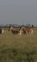 Zebra live wallpaper 截圖 2