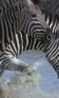 Zebra live wallpaper captura de pantalla 3