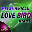 Teknik Lovebird Konslet Ngekek Juara 01