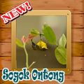 Suara Sogok Ontong Terbaik