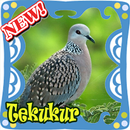 BURUNG TEKUKUR TERBAIK APK