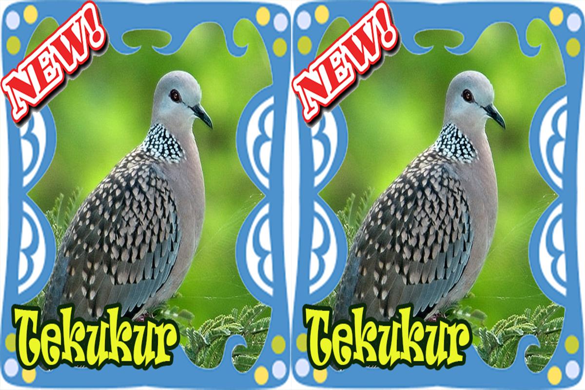 8000+ Gambar Burung Tekukur Gratis 8000+ Gambar Burung Tekukur Gratis