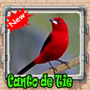 Canto do Tiê-preto APK