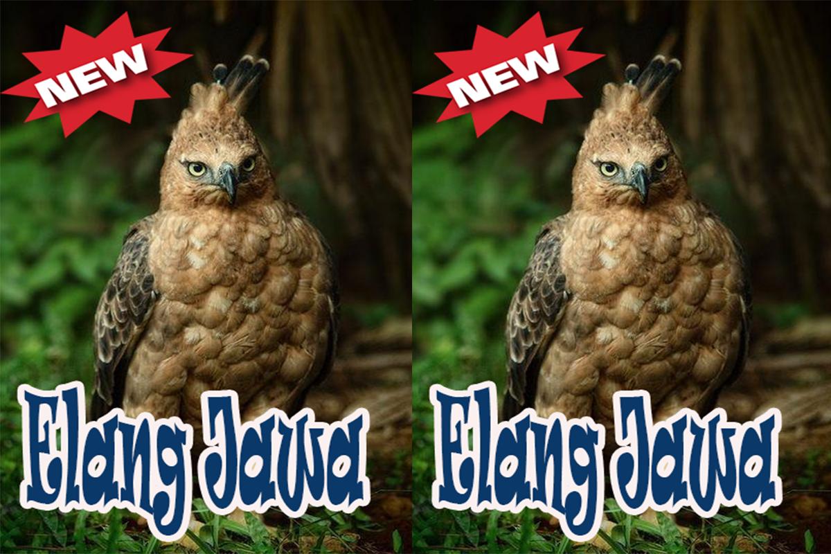 Suara Elang Jawa Terbaik Für Android Apk Herunterladen