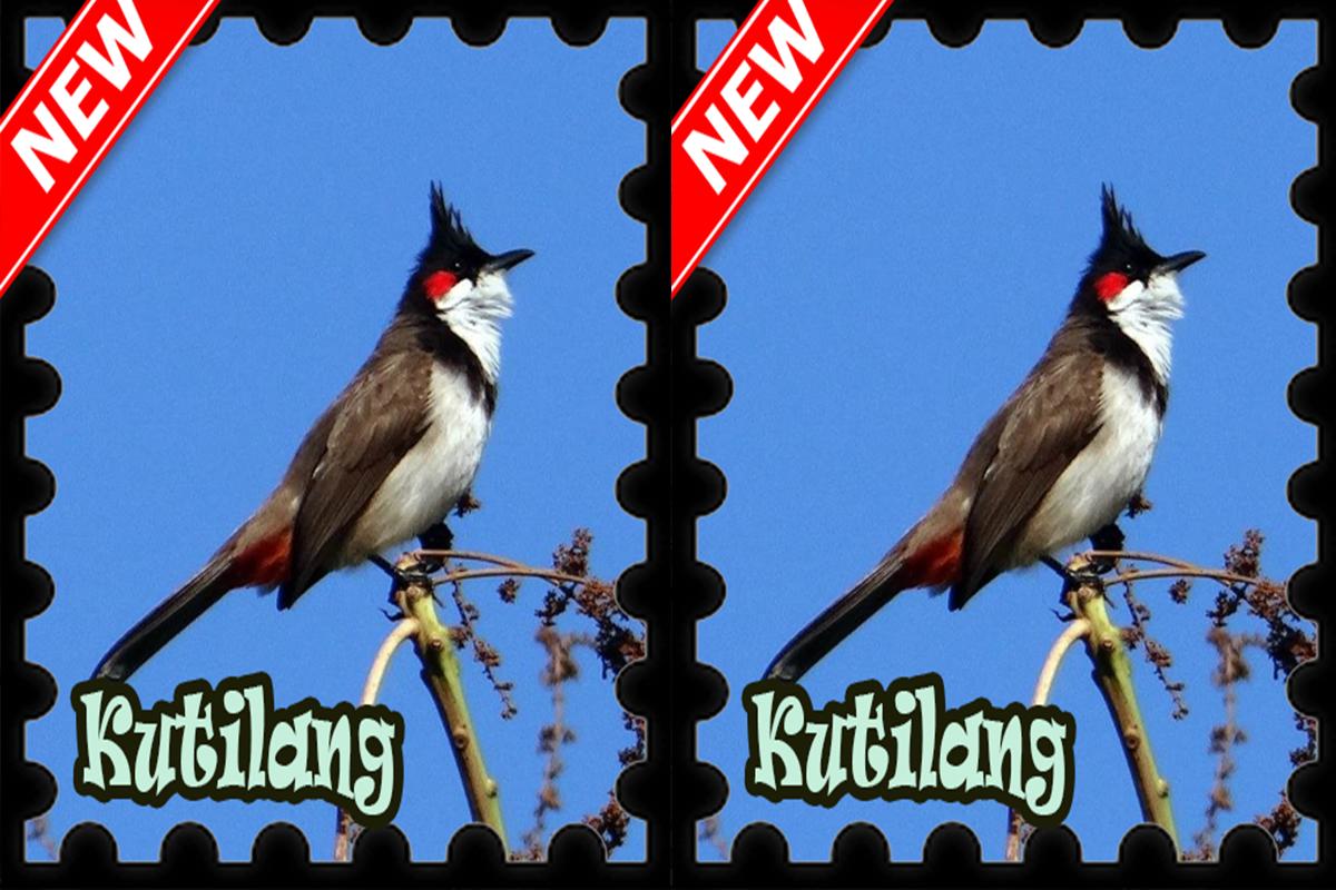 Best Download Gambar Burung Kutilang | Goodgambar