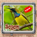 Burung Sogon Istimewa Mp3 APK