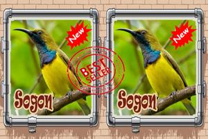 Burung Sogon Istimewa Mp3 syot layar 2