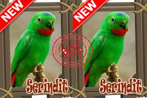 Ocehan Burung Serindit Mp3 screenshot 2