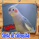 Canto Da Calopsita Amazone Brasilio Mp3 أيقونة