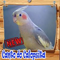 Canto Da Calopsita Amazone Brasilio Mp3 постер