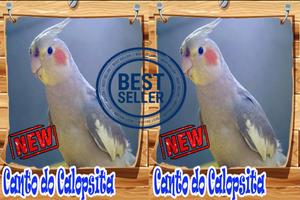 Canto Da Calopsita Amazone Brasilio Mp3 скриншот 3