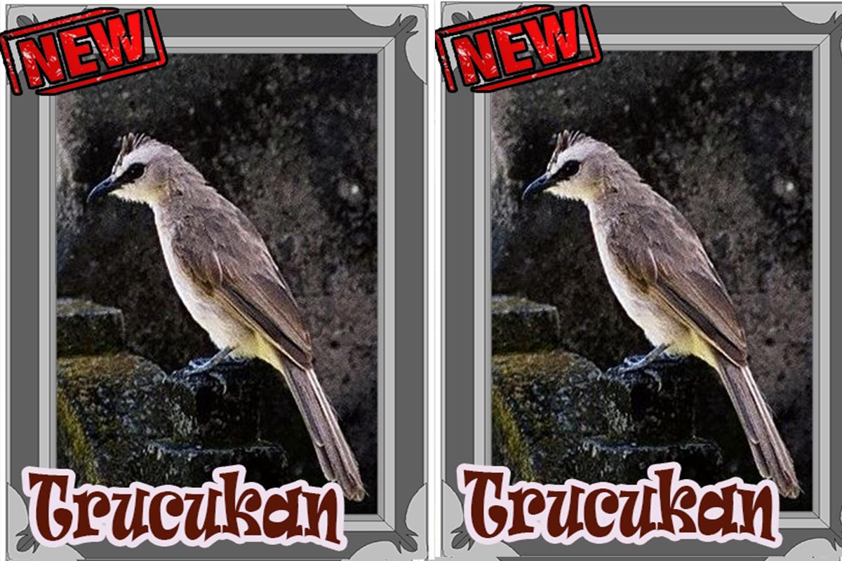 Best Download Gambar Burung Trucukan | Goodgambar