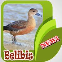 Kicau Burung Belibis Terbaik Mp3 bài đăng