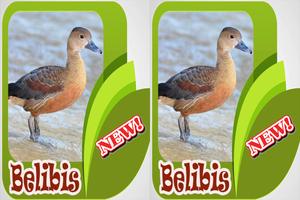 Kicau Burung Belibis Terbaik Mp3 スクリーンショット 3